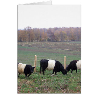 Troupeau de vache de Beltie à l'automne
