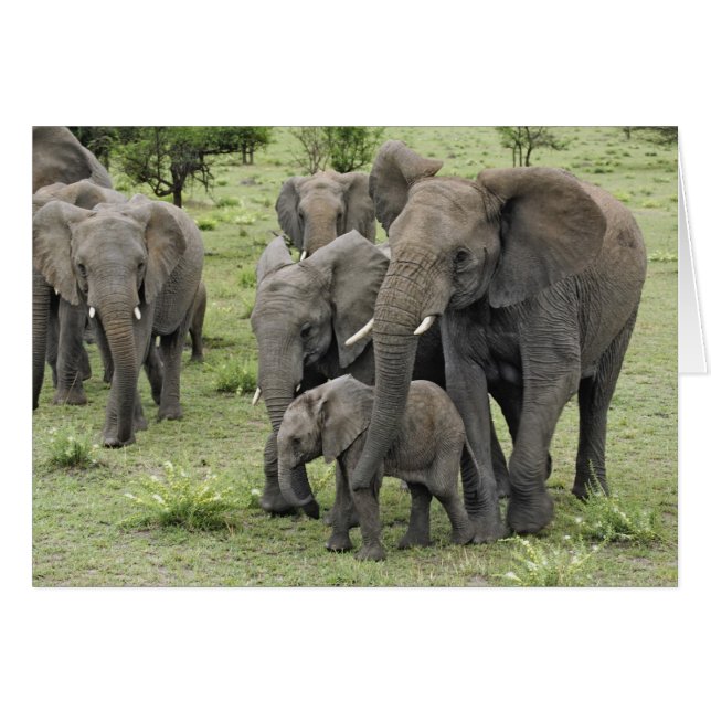 Troupeau d'éléphants d'Afrique (Devant horizontal)