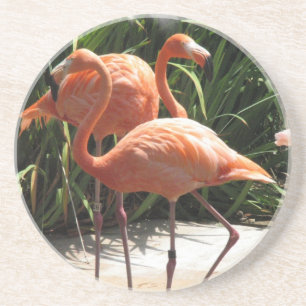 Troupeau des dessous de verre de Flamants roses