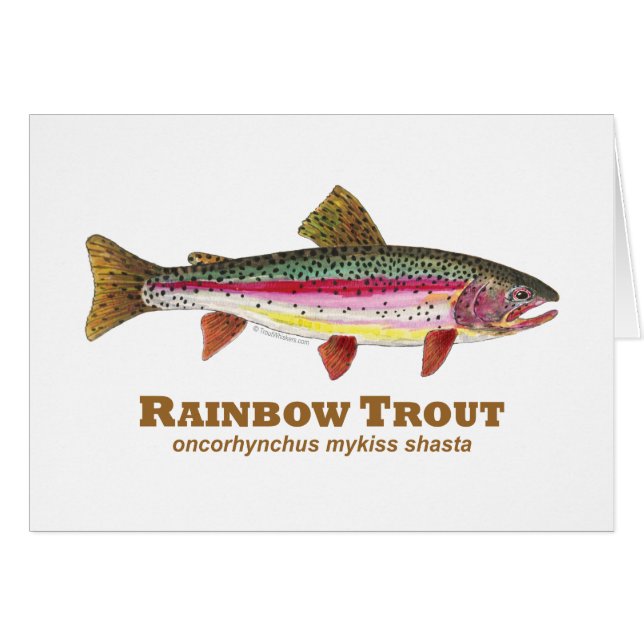 Truite arc-en-ciel latine (Devant horizontal)