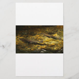 Truite d'eau salée.