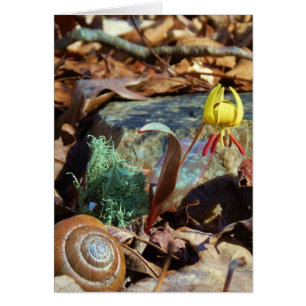 Truite jaune et prune Lily et Coquille d'escargot