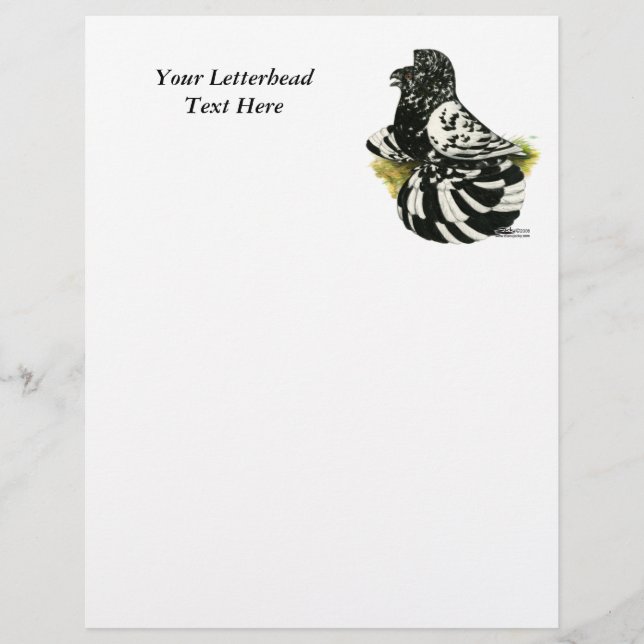 Trumpeter Pigeon Dark Splash (Devant)