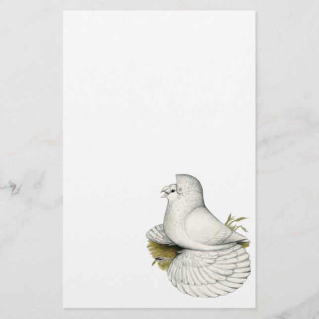 Trumpeter Pigeon White (Devant)