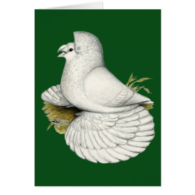 Trumpeter Pigeon White (Devant)