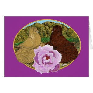 Trumpeter Pigeons et Rose