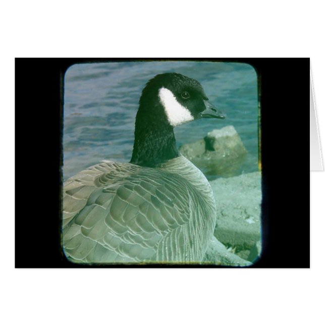 TTV Canada Goose (Devant horizontal)