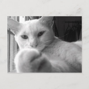"Tu veux ma patte ?" Carte postale