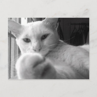 "Tu veux ma patte ?" Carte postale