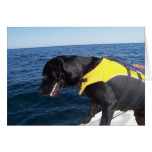 Tucker aux canines Labrador de conservation de