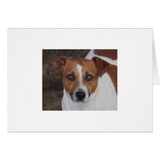 Tueur d'A.H. Airheart, de Jack Russell, de souris