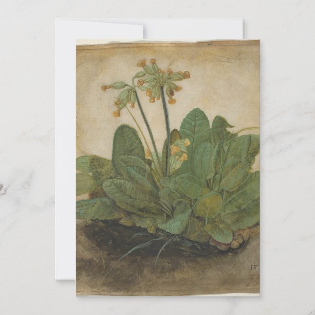 Tuft of Cowslips par Albrecht Durer (Devant)
