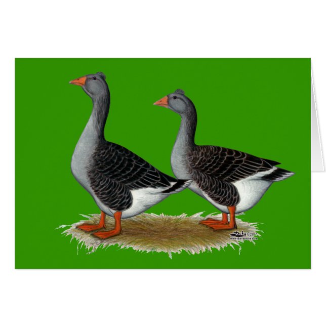 Tufted toulouse Geese (Devant Horizontal)