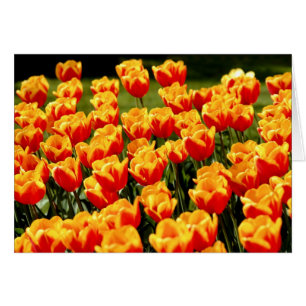 Tulières jaunes et rouges dans la carte florale du
