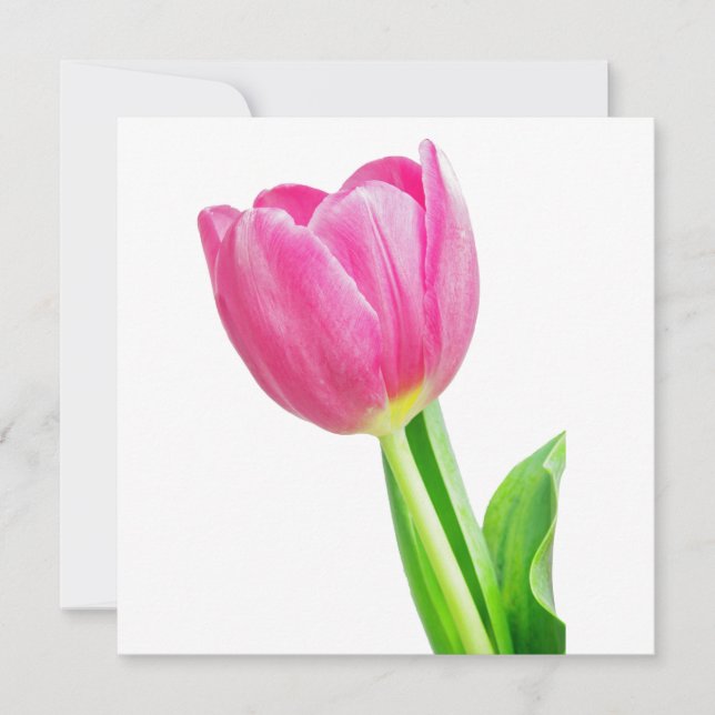 Tulières roses sur blanc (Devant)