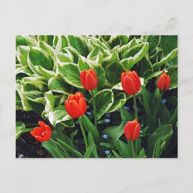 Tulières rouges et carte postale plante hosta (Devant)