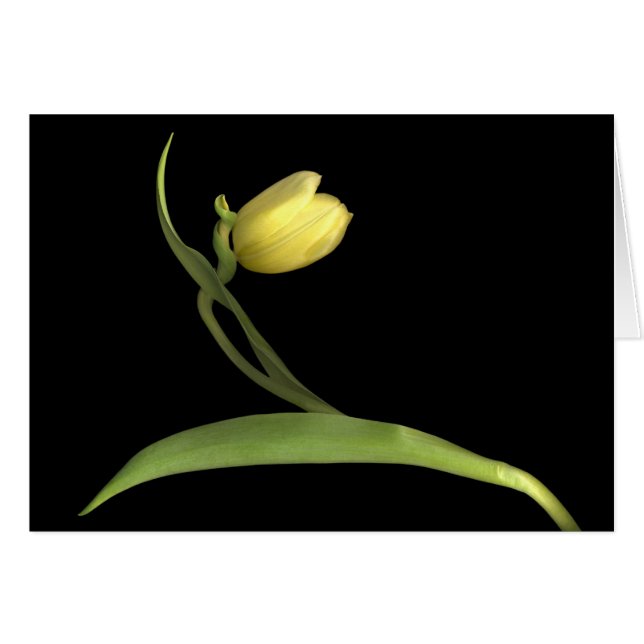 Tuliforme jaune (Devant horizontal)