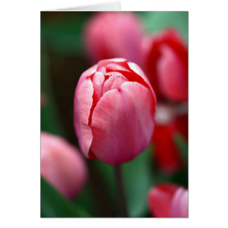 Tuliforme rose