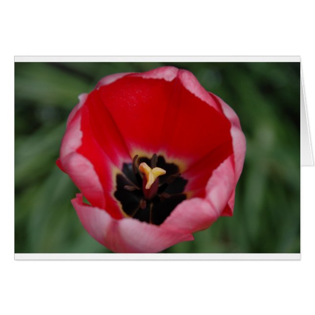 Tulip (Devant horizontal)