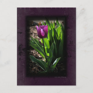 Tulip 0243 Cartes postales violettes