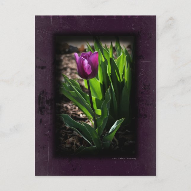 Tulip 0243 Cartes postales violettes (Devant)