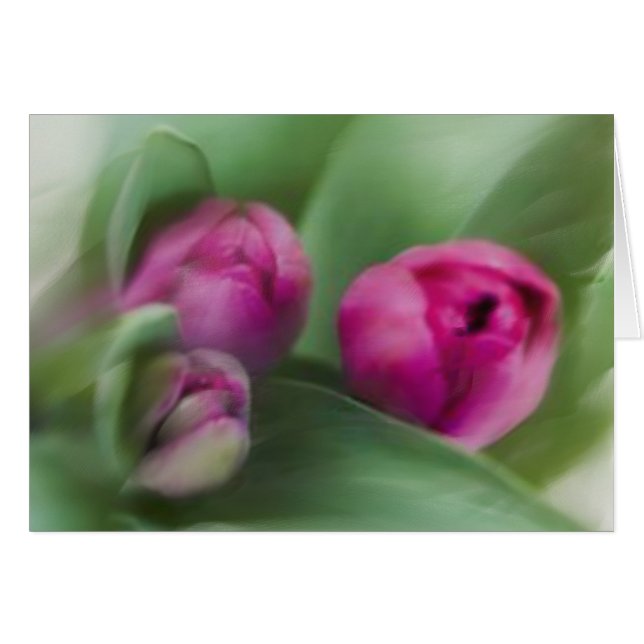 Tulip Bouquet (Devant Horizontal)