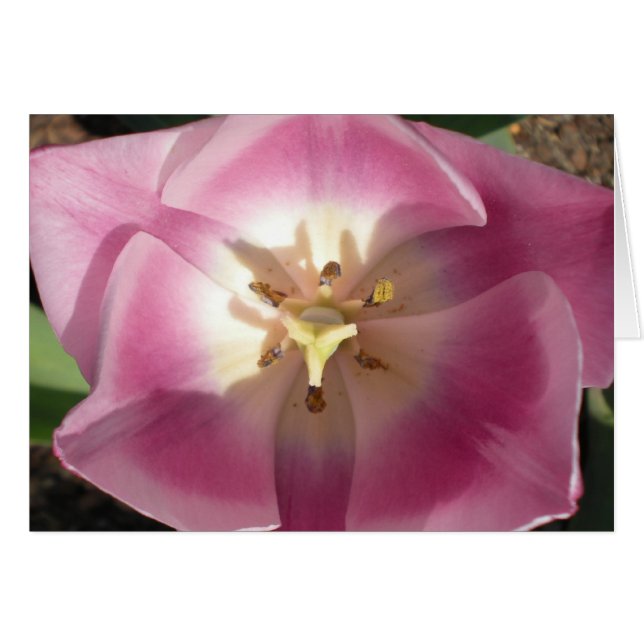 Tulip Burst~Merci! cartes de voeux (Devant horizontal)