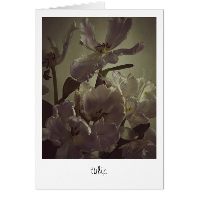 "tulip" de Heidi Rondak Photographie (Devant)