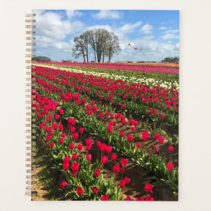 Tulip Field with Kite