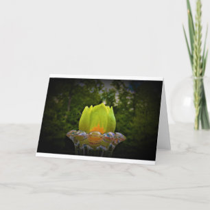 Tulip Poplar Blossom, carte