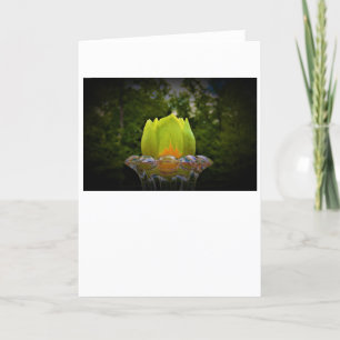 Tulip Poplar Blossom, carte