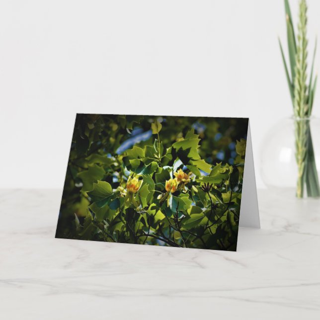 Tulip Poplar Blossom, carte (Devant)