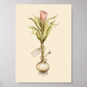 Tulip - Poster
