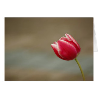 Tulip pt_card
