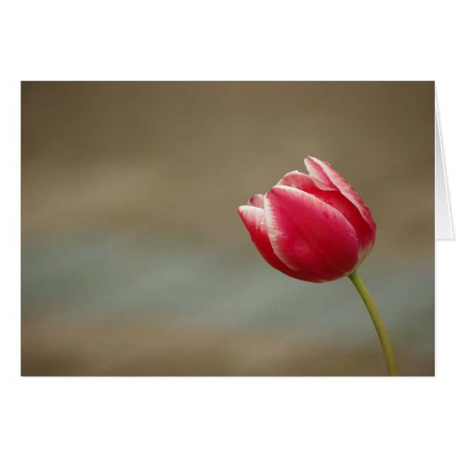 Tulip pt_card (Devant horizontal)