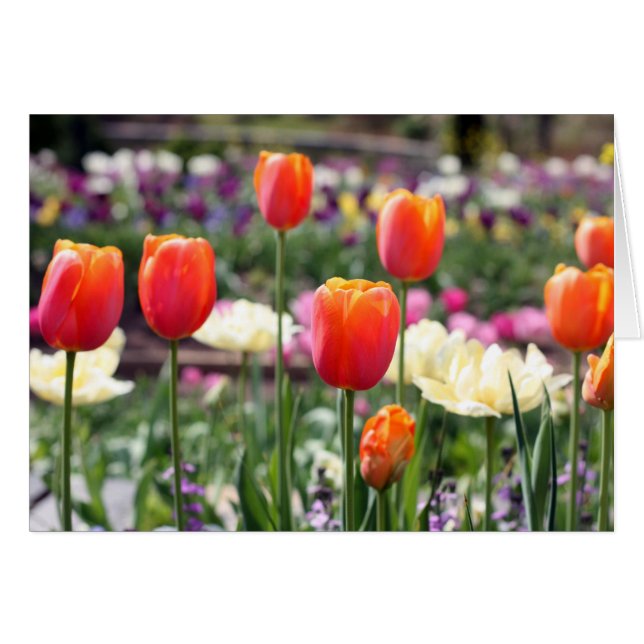 Tulip Rainbow (Devant Horizontal)