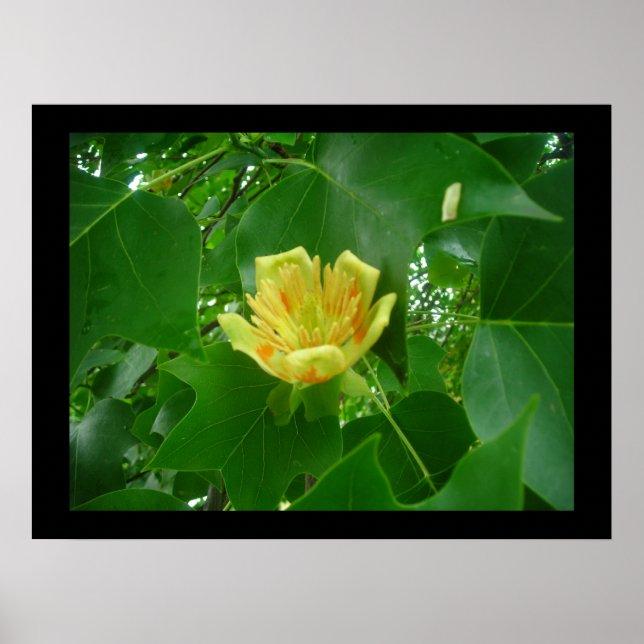 Tulip Tree Poster (Devant)