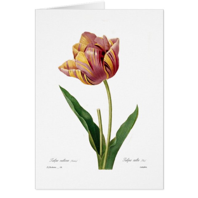 Tulipe (Devant)