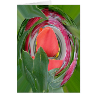 tulipe