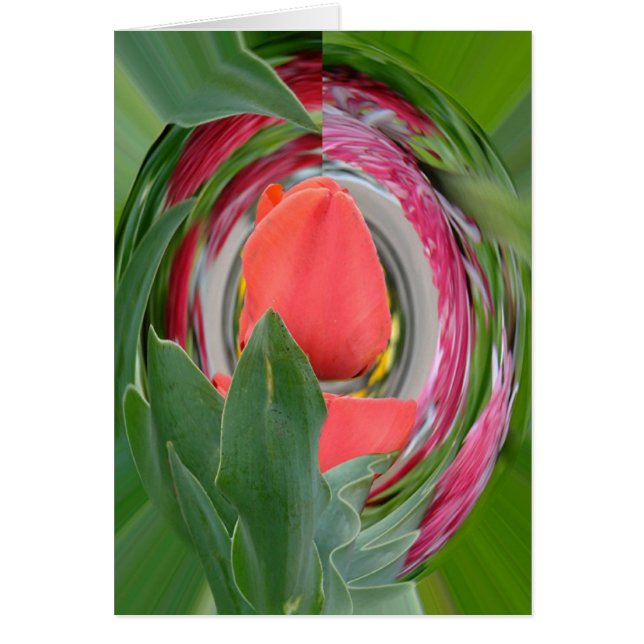 tulipe (Devant)
