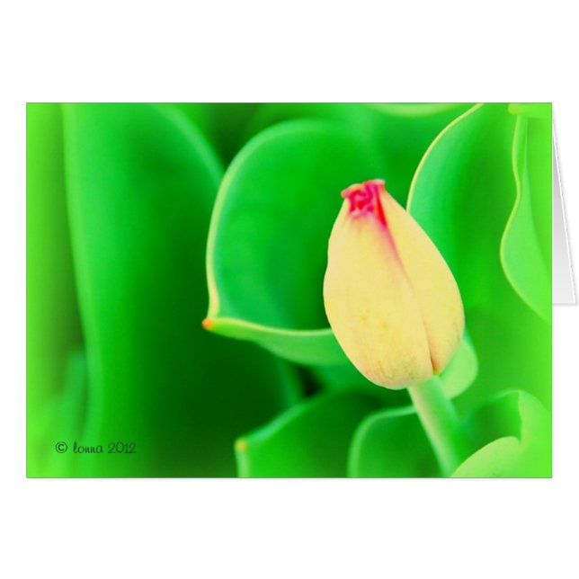 Tulipe (Devant horizontal)