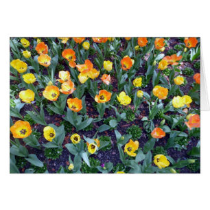 tulipe aux fleurs oranges