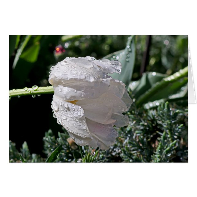 Tulipe blanche (Devant horizontal)