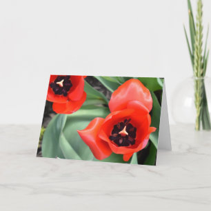 Tulipe, carte