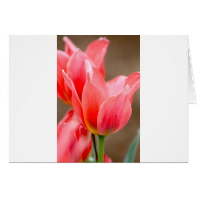 Tulipe de corail (Devant horizontal)