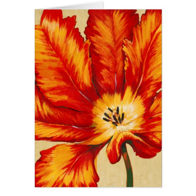 Tulipe de perroquet II (Devant)