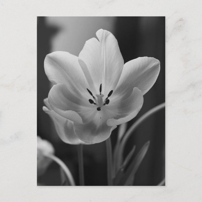 Tulipe de printemps en carte postale monochrome (Devant)