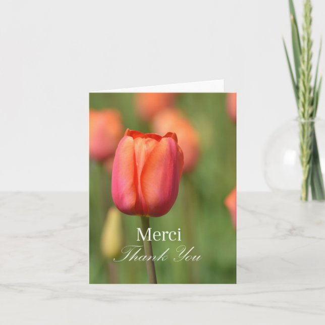 Tulipe de rose de Merci de Merci (Devant)