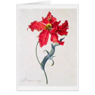 Tulipe : Fard à joues de Perroquet