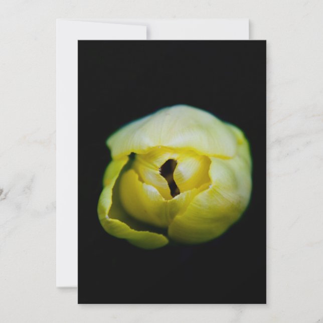 Tulipe fermée (Devant)